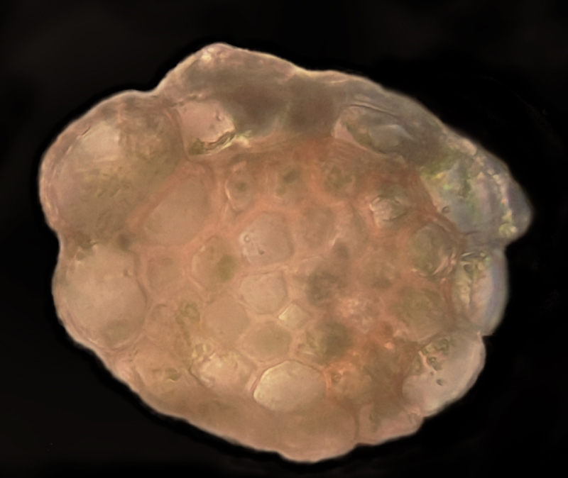 Fuscocephaloziopsis macrostachya var. macrostachya